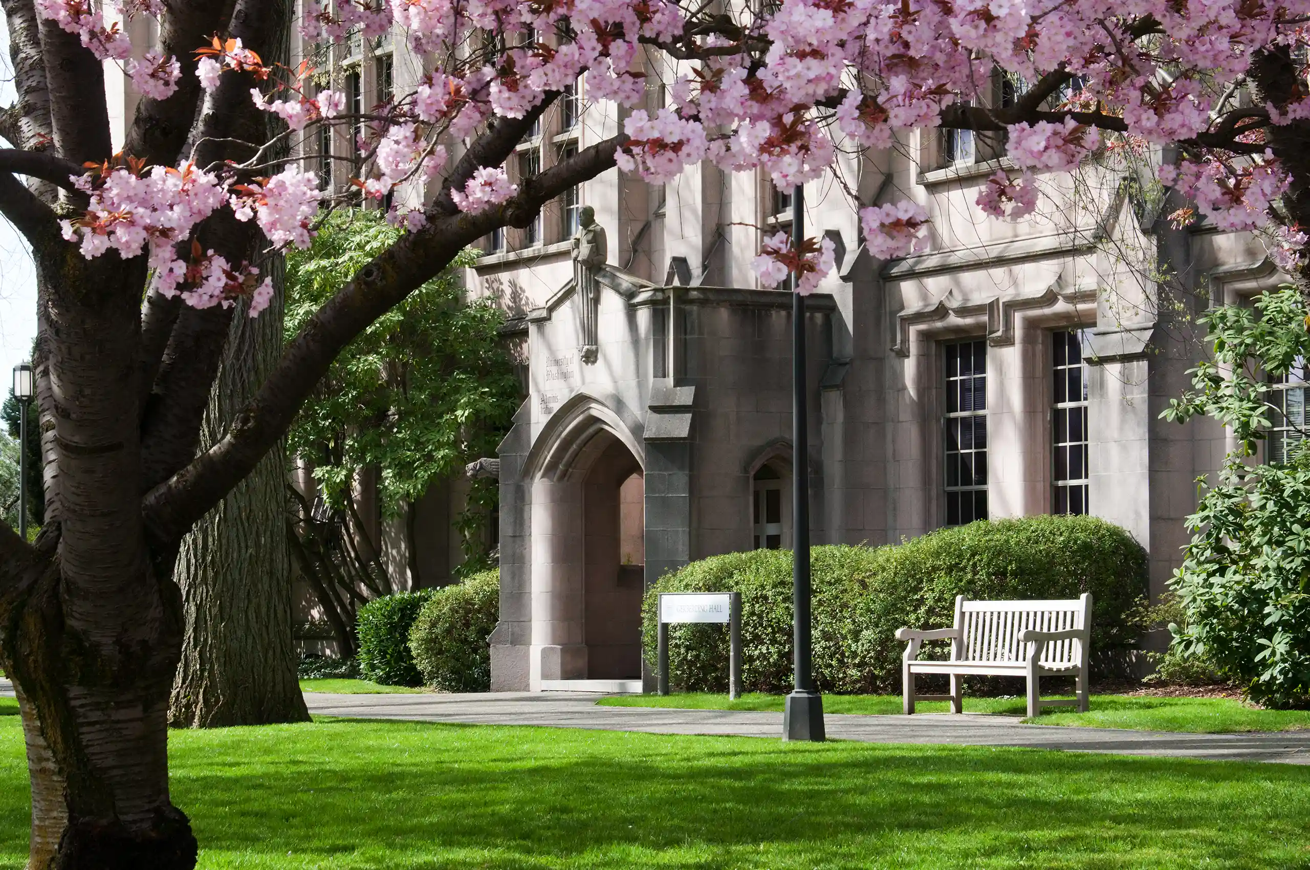 Gerberding Hall and cherry blossoms